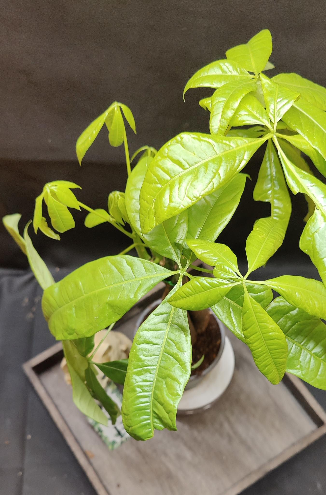 Lunar new year money tree