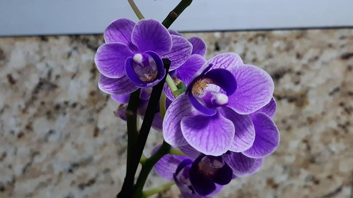 Phalaenopsis ‘Sogo Vivien Smurf’ — Miniature Moth Orchid