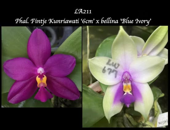 Phalaenopsis Fintje Kunriawati × bellina ‘Blue Ivory’