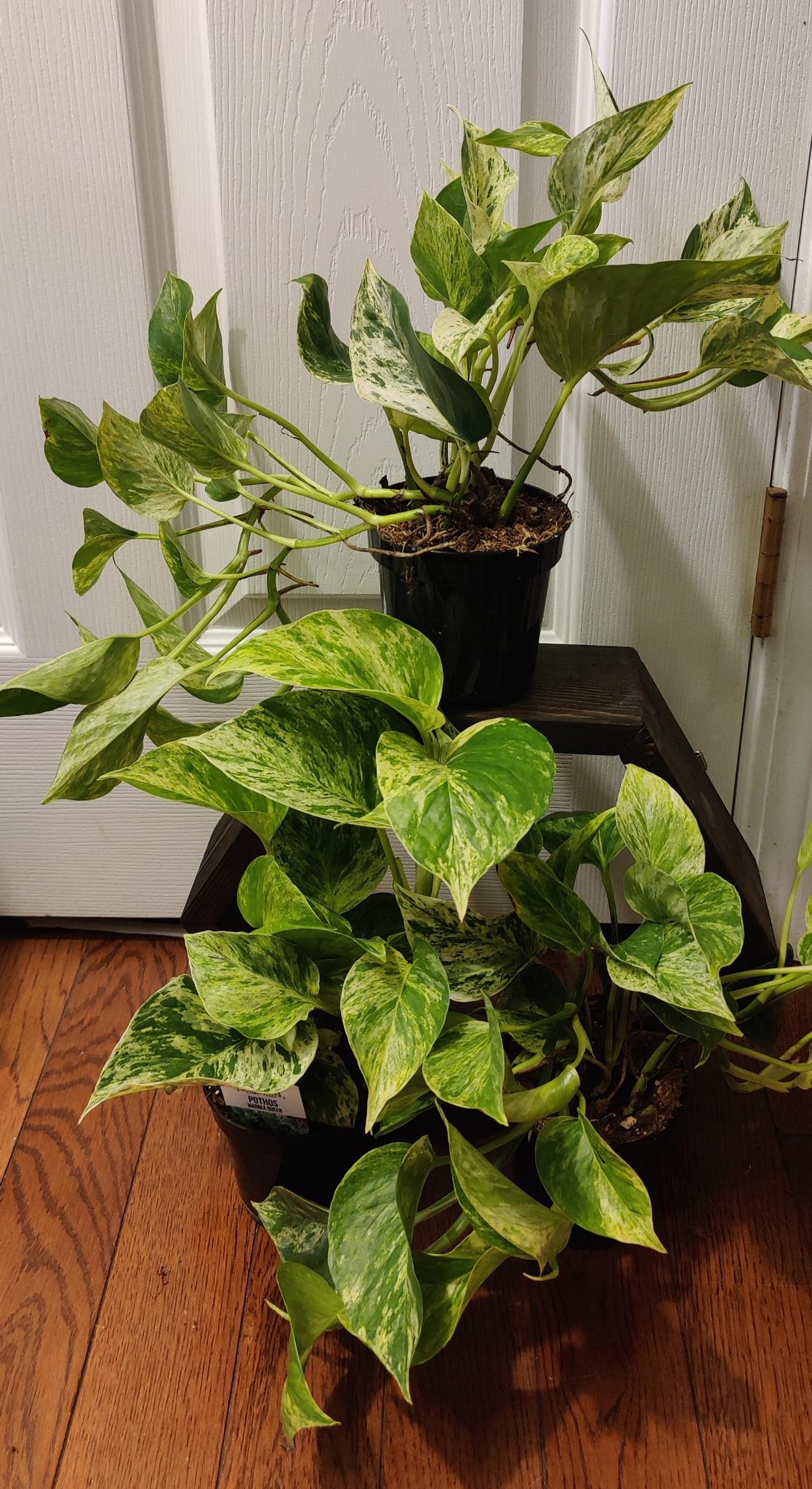 Pothos Marble Queen