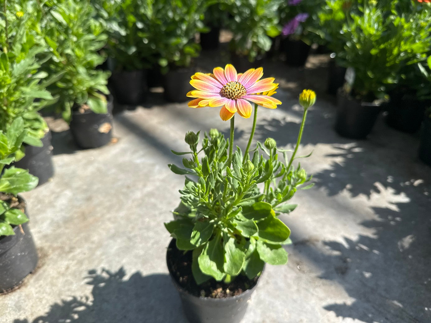 Osteospermum Assorted 4" pot