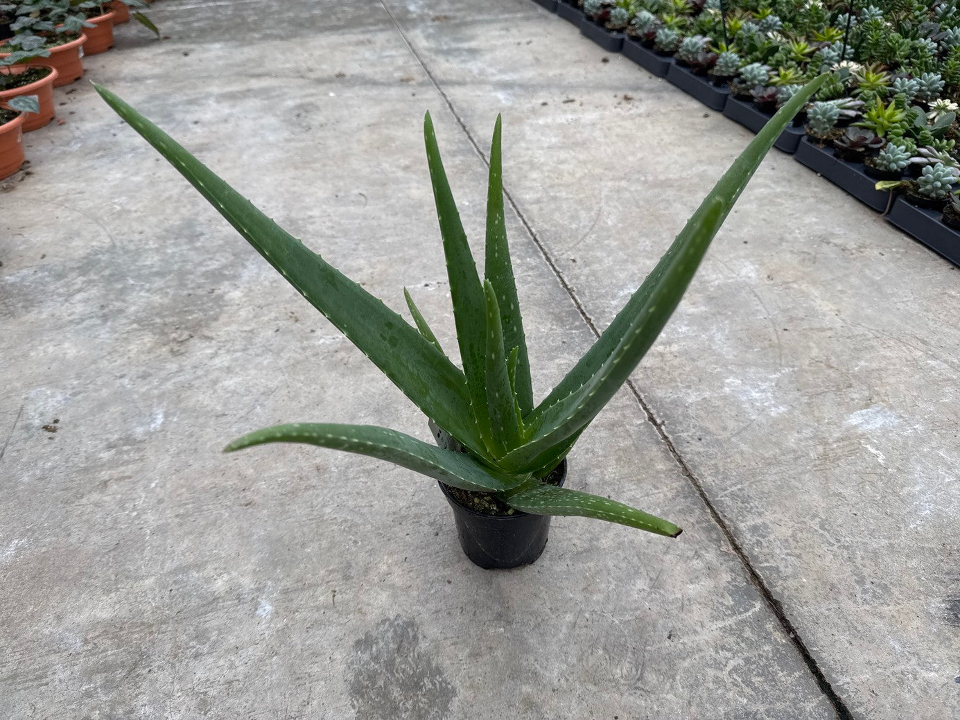 Aloe Vera