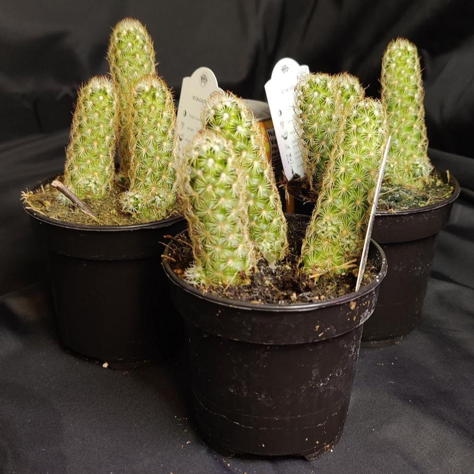 Cactus Assorted