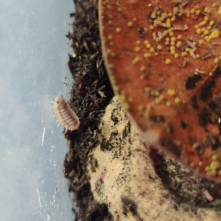 Cubaris sp. - Red Edge Isopods
