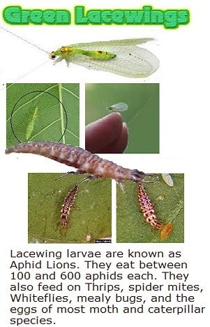 Green Lacewings Eggs