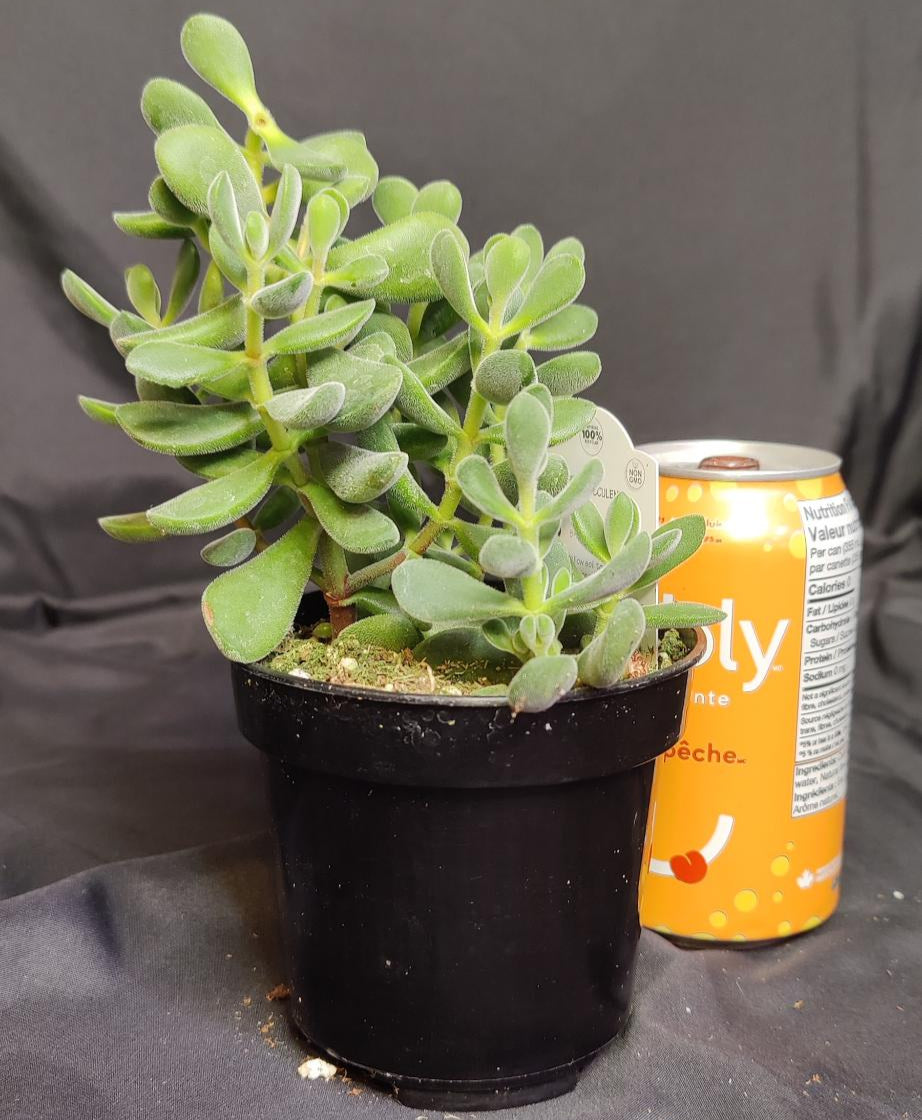 Assorted Succulents and Jades