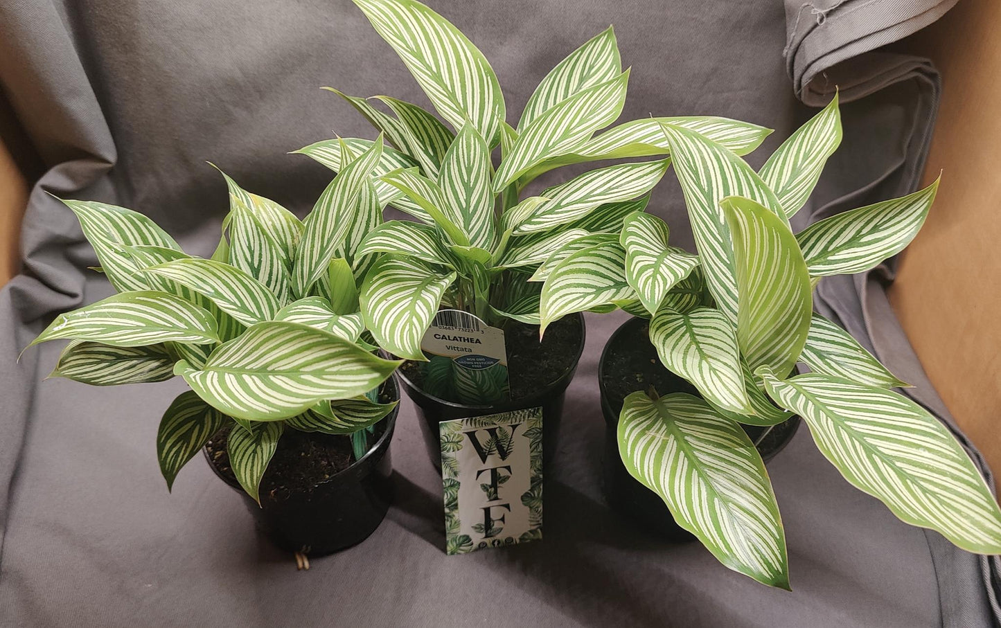 Calathea Vittata (White Star)