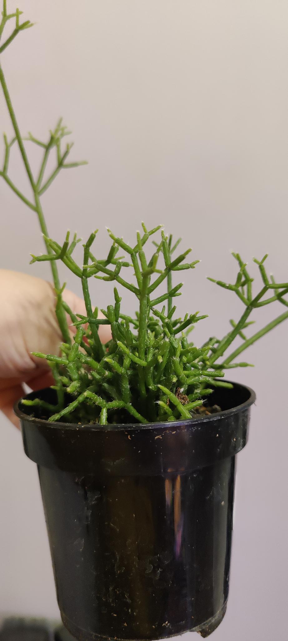 Cactus Coral