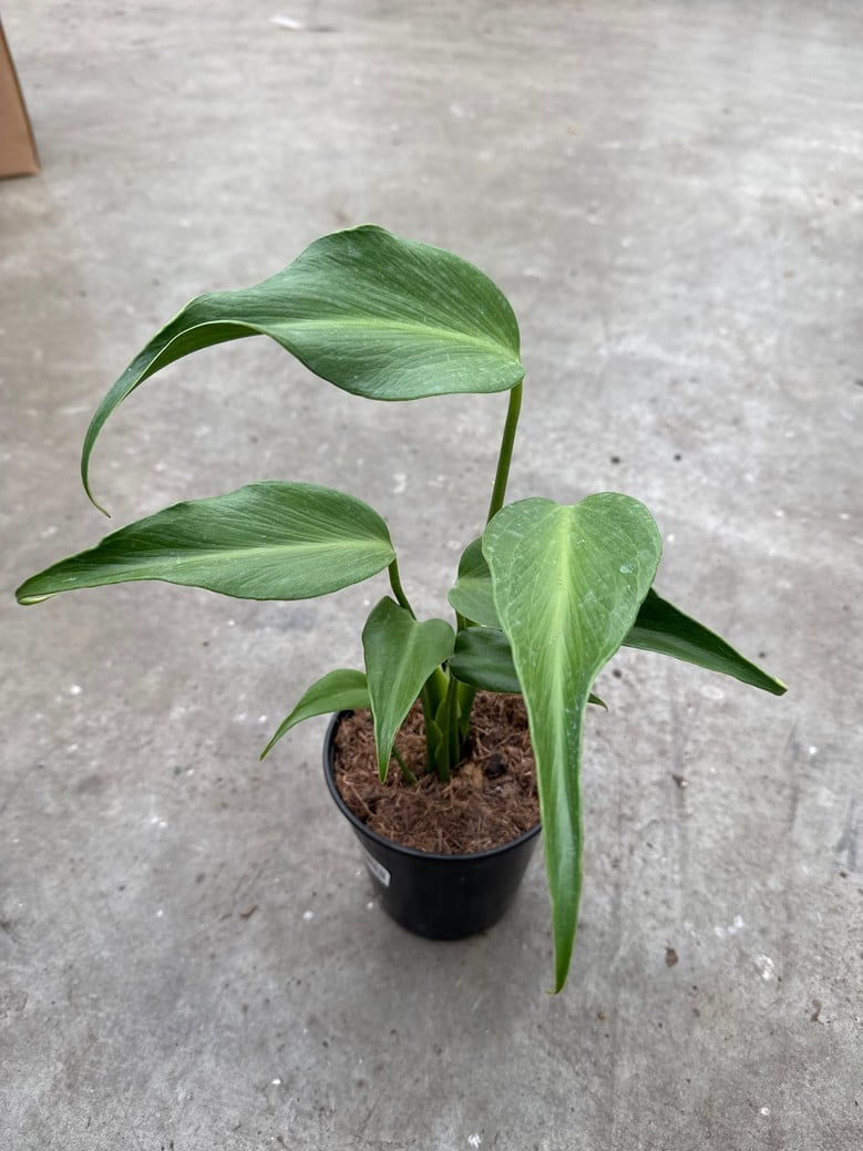 Philodendron Burle Marx Flame