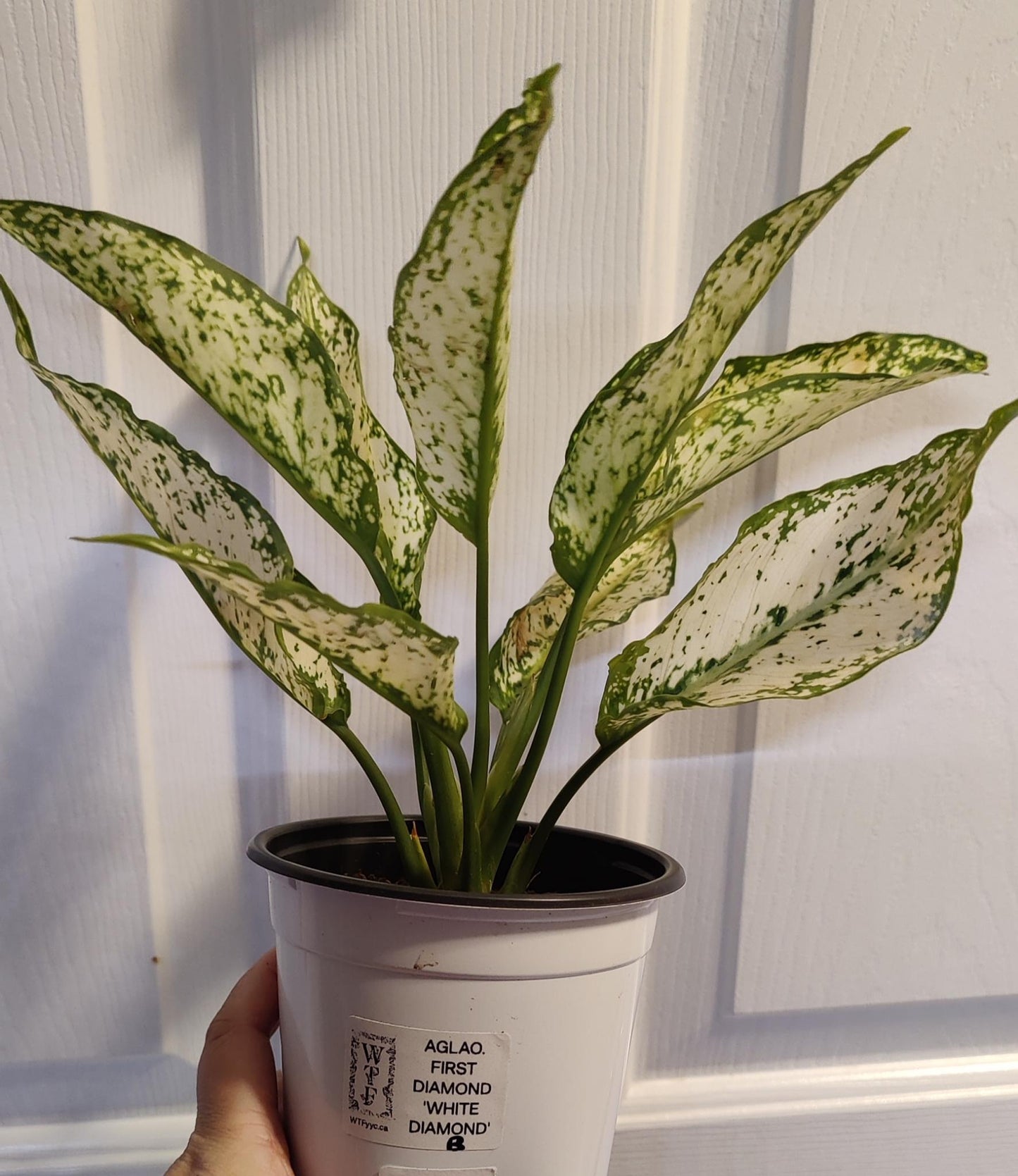 Aglaonema First Diamond "WHITE DIAMOND"