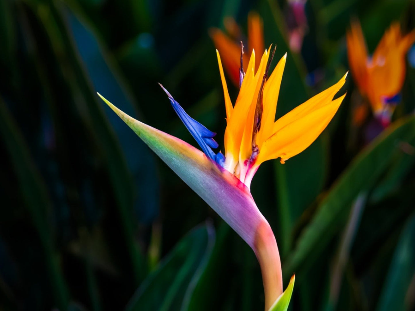 Bird of Paradise