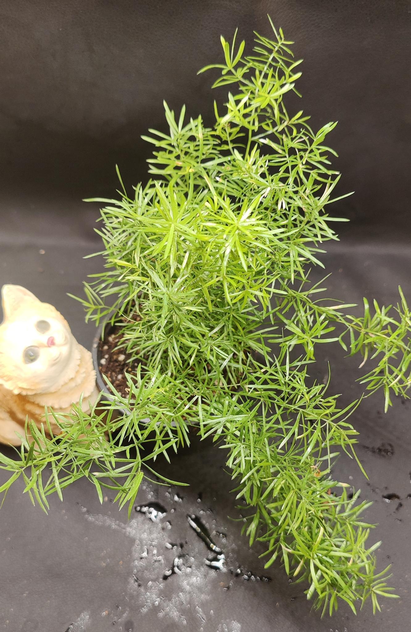 Fuzzy Asparagus Fern