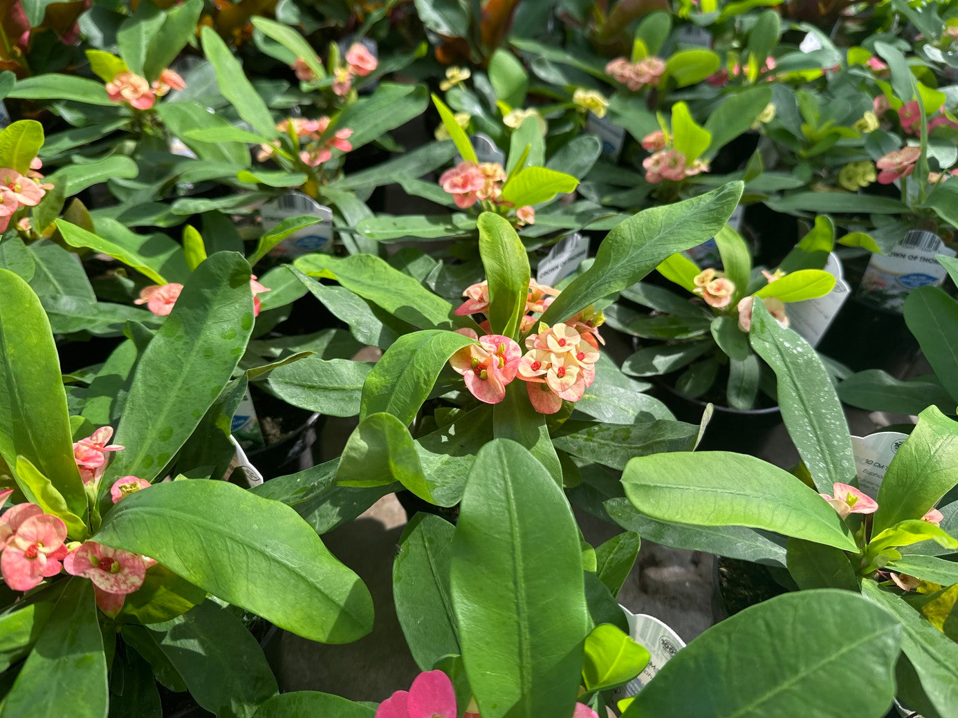 Crown of Thorns Assorted