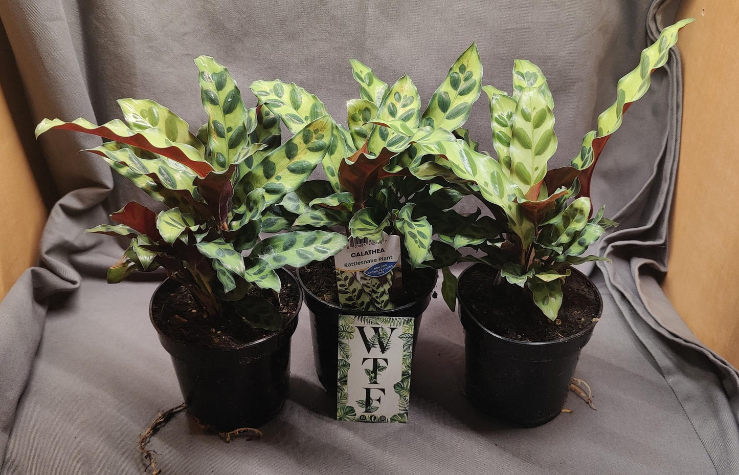 Calathea Rattlesnake