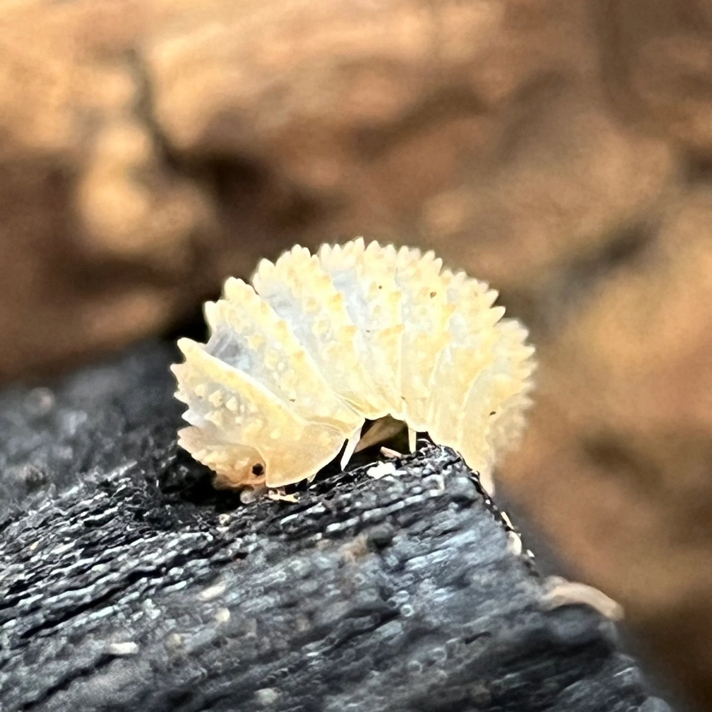 Cristarmadillidium Muricatum Pineapple