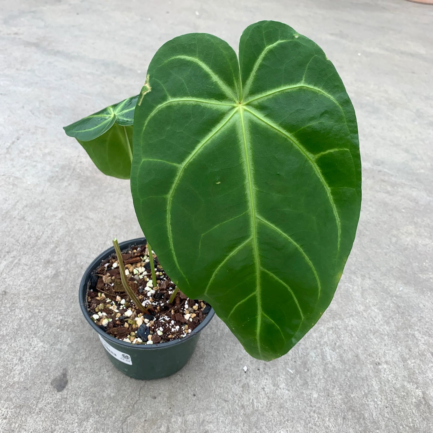 Anthurium Magnificum