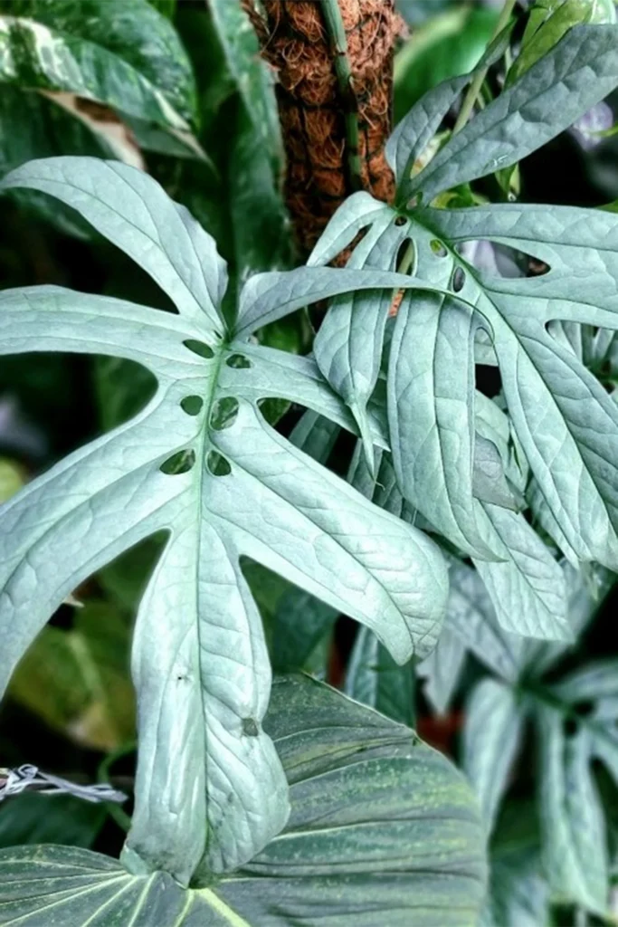 Amydrium Medium Silver Aka ‘Spider Man’