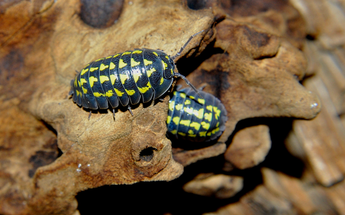 Armadillidium Gestroi
