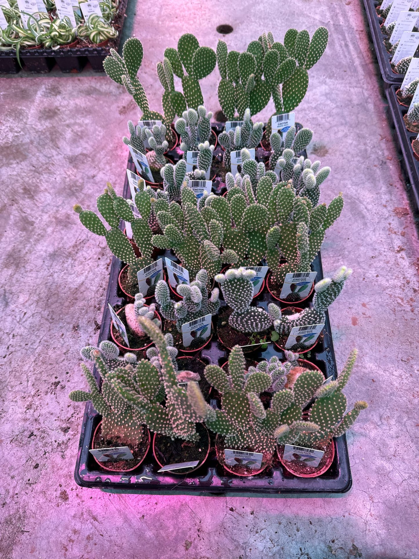 Cactus, Bunny Ears