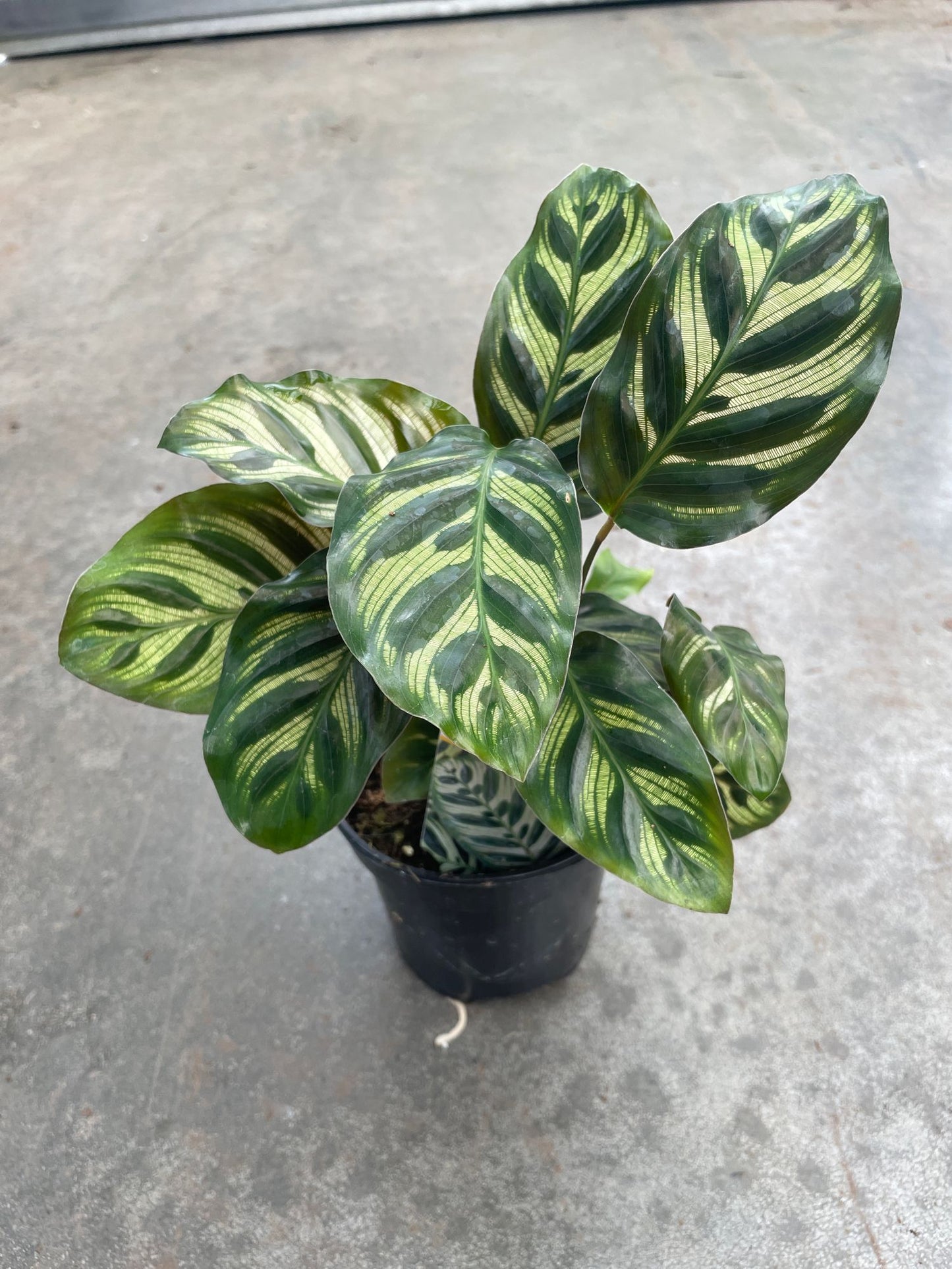 Calathea Peacock