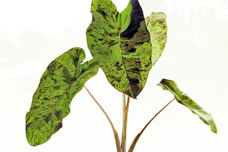 Colocasia Mojito