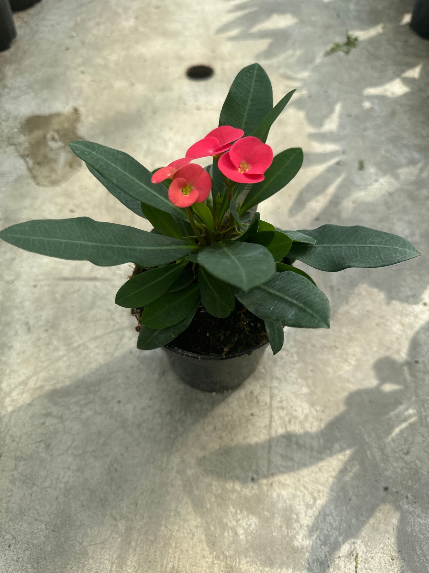 Crown of Thorns Assorted