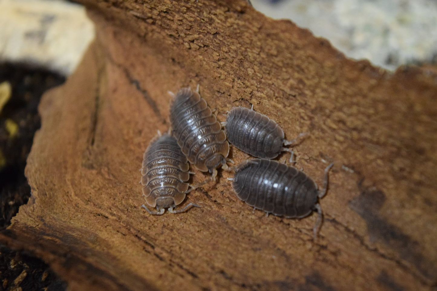 Porcellio Dilatatus Giant Canyon