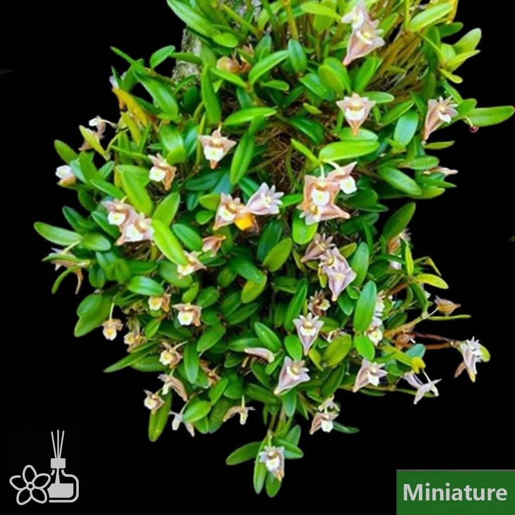 Dendrobium Pachyphyllum Orchid