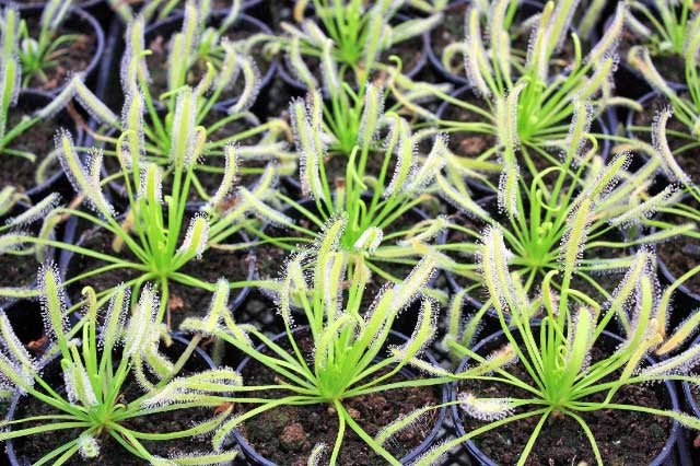 Carnivorous - Cape Sundew