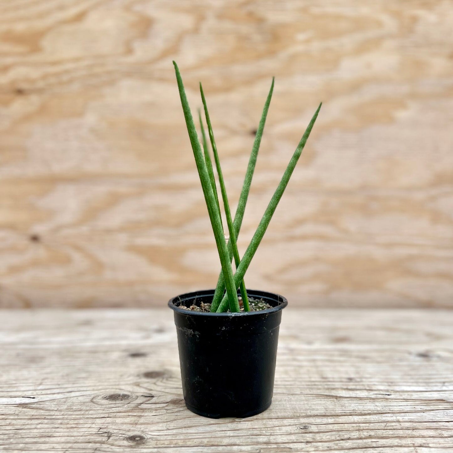 Snake Plant Fernwood/Mikado