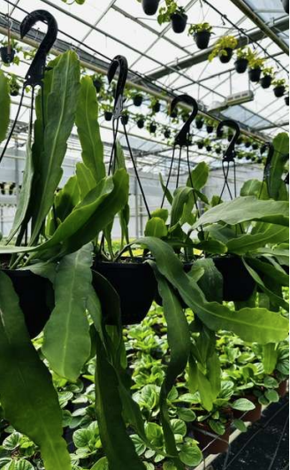 Epiphyllum Queen of the Night