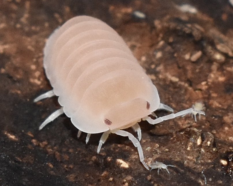 Cubaris Murina Payaya