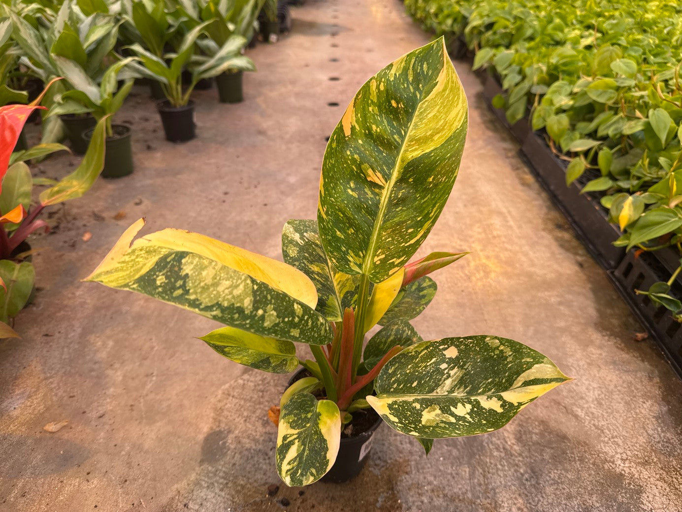 Philodendron Green Congo Nuclear Var