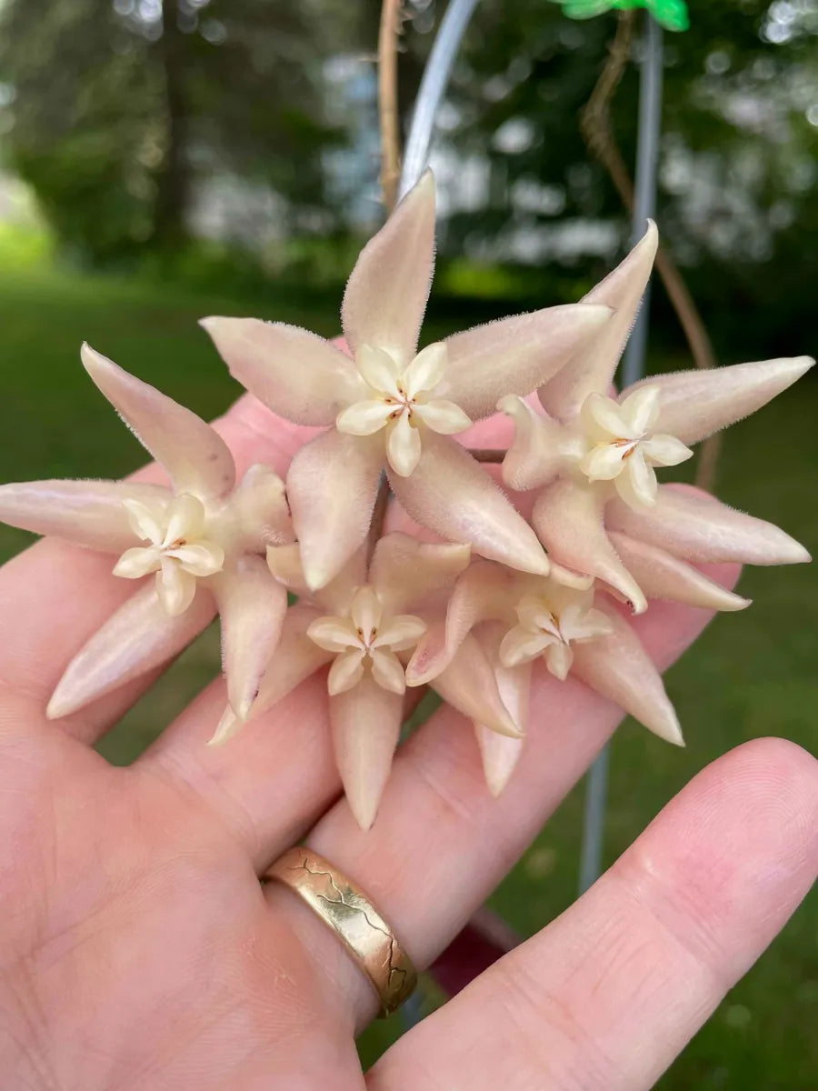 Hoya Undulata*