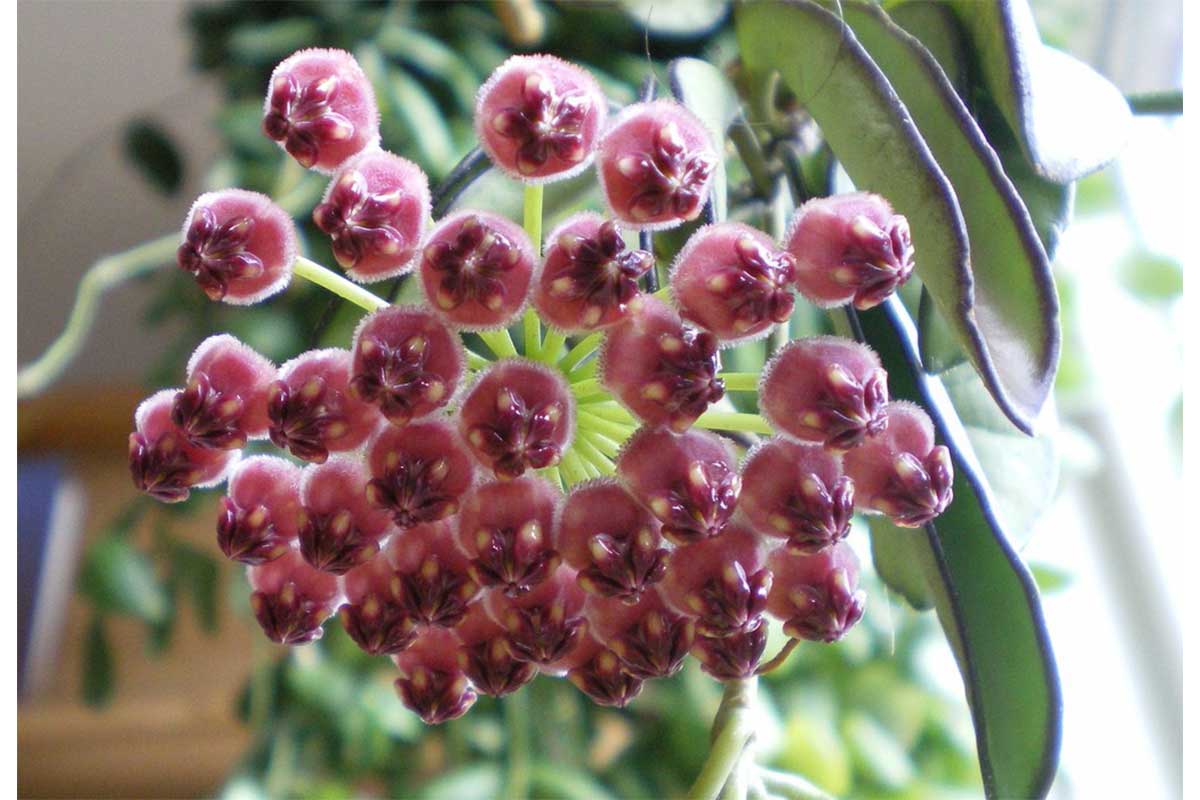 Hoya Wayettii Tricolor