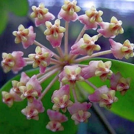 Hoya Myrmecopa Purple*