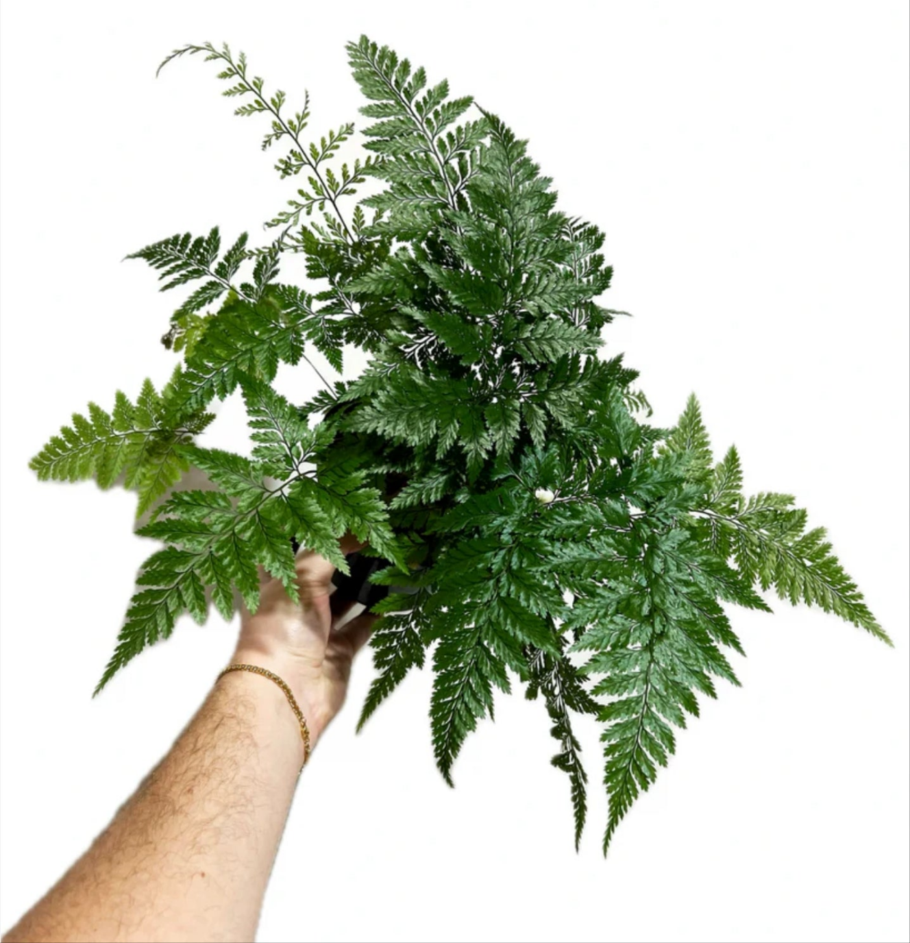 Rabbit's Foot Fern