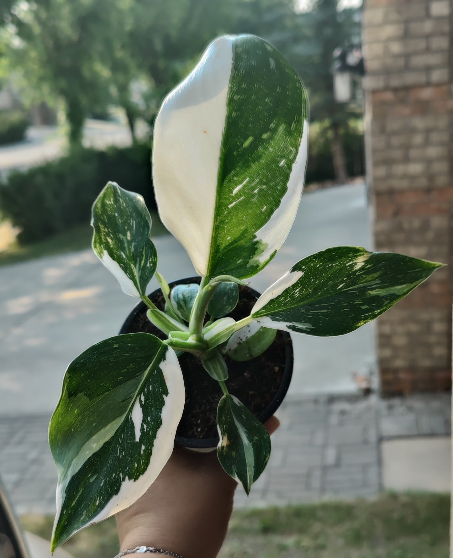 Philodendron White Wizard