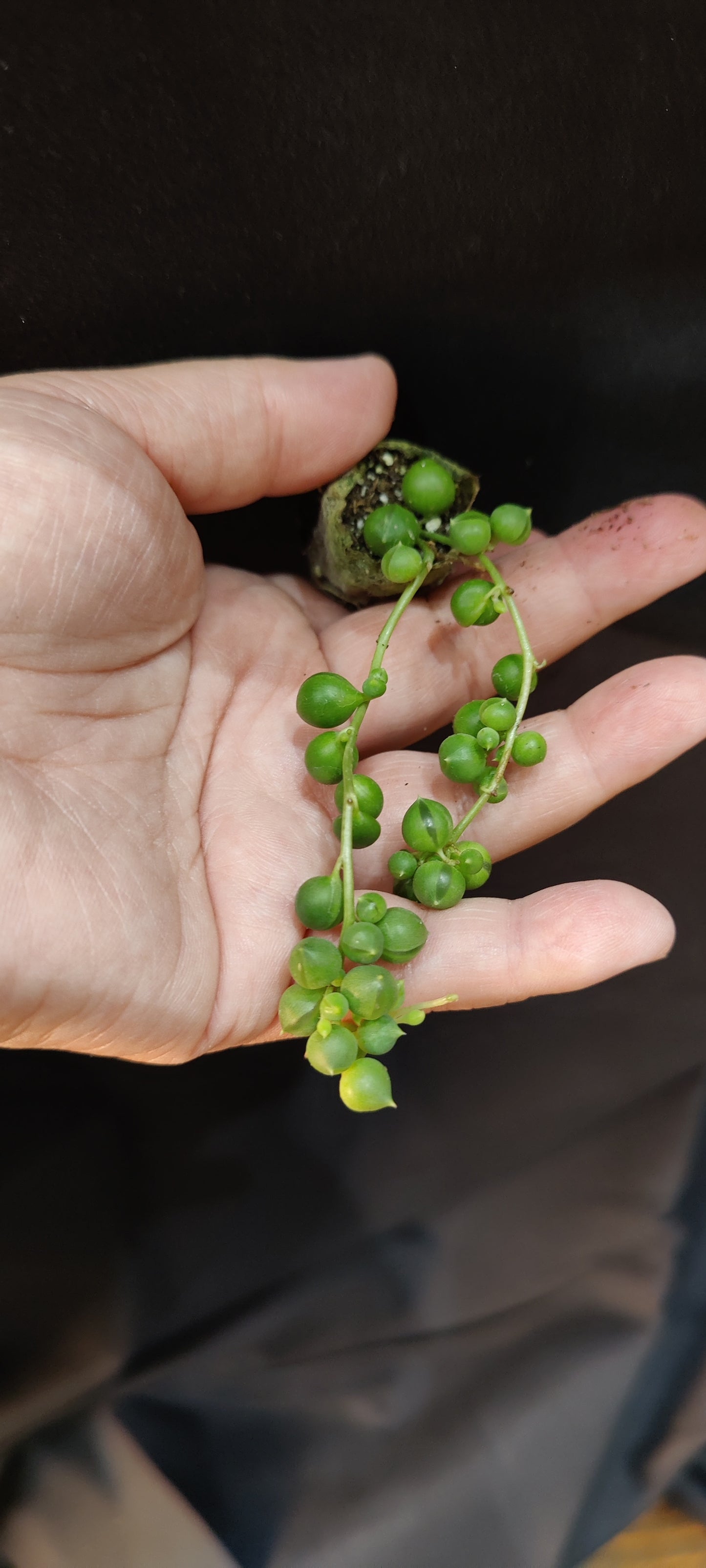 String of pearls