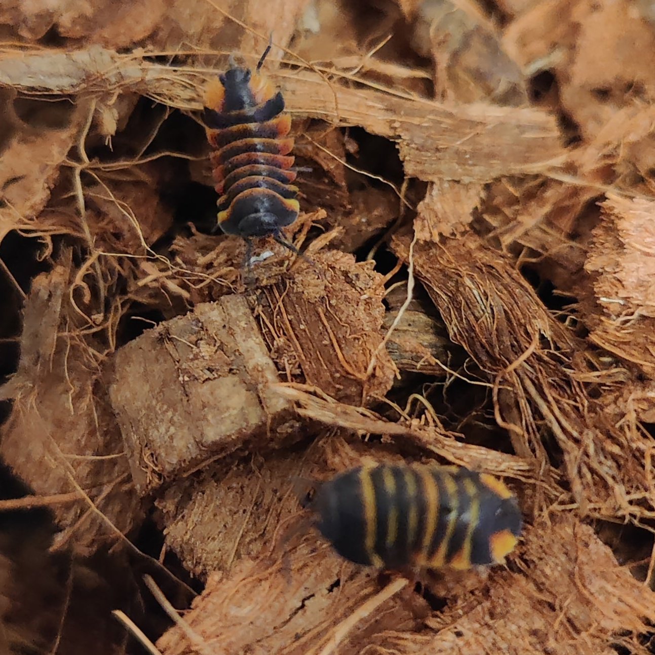 Merulanella Ember Bees
