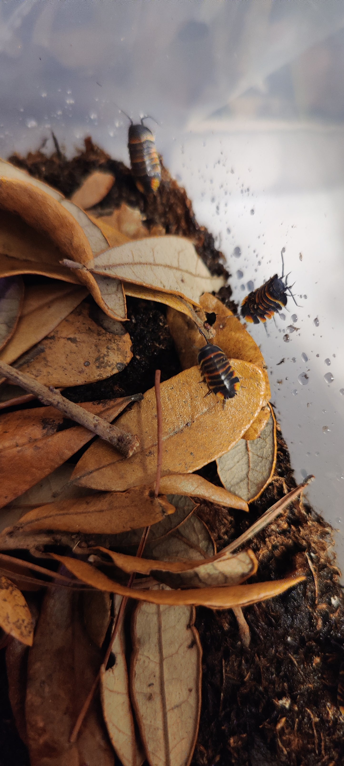 Merulanella Ember Bees