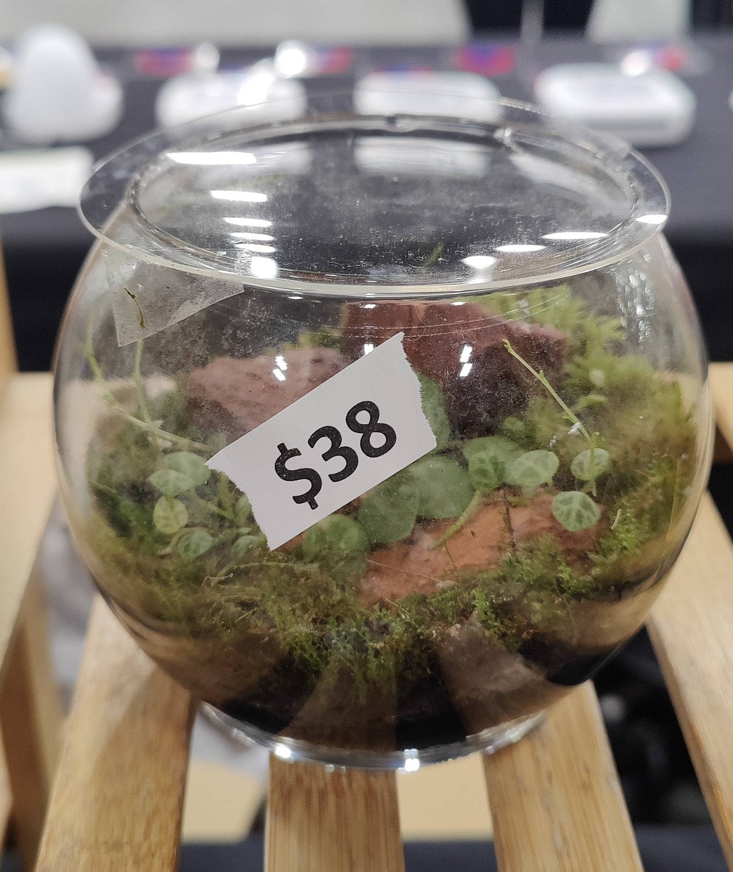 Small Terrarium