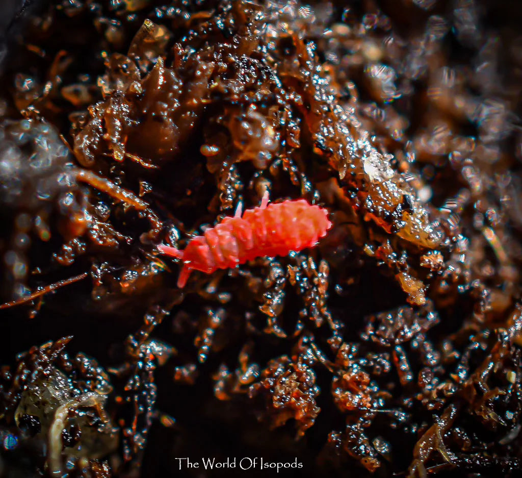 Springtails
