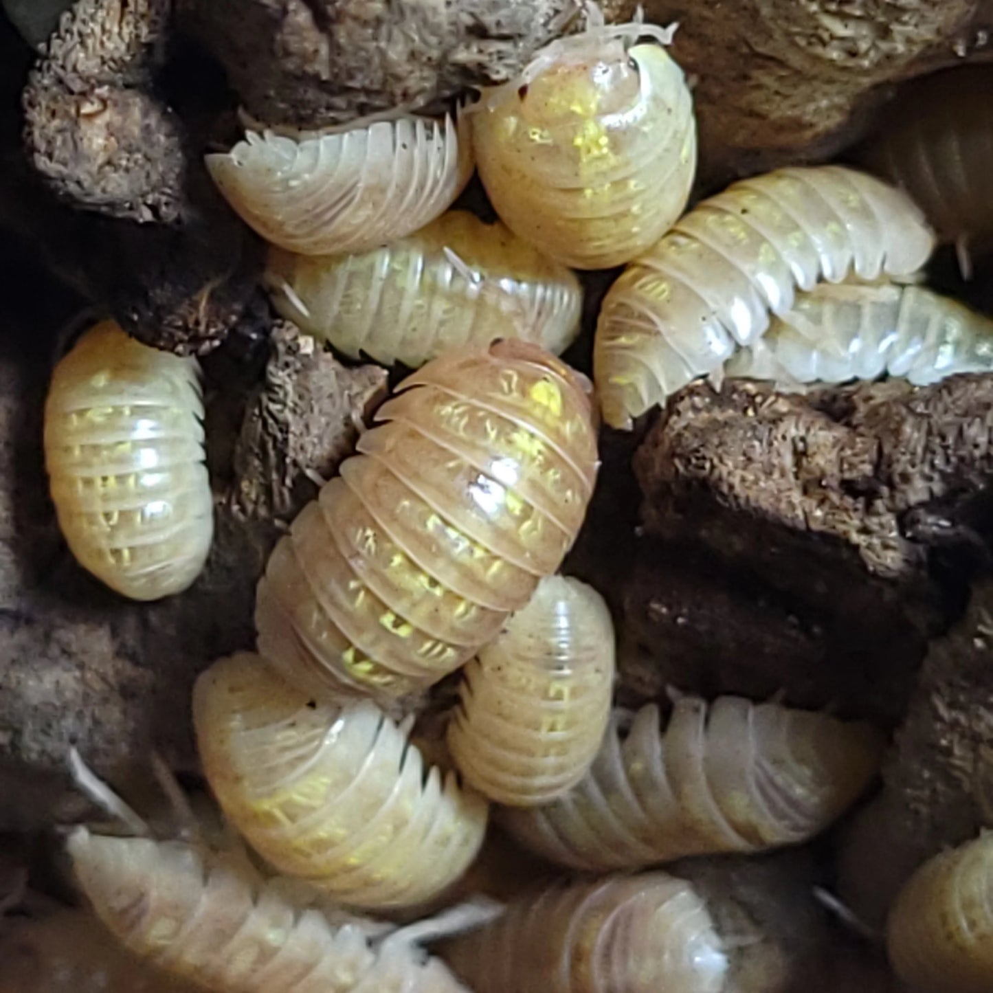 Armadillidium Vulgare Albino T+