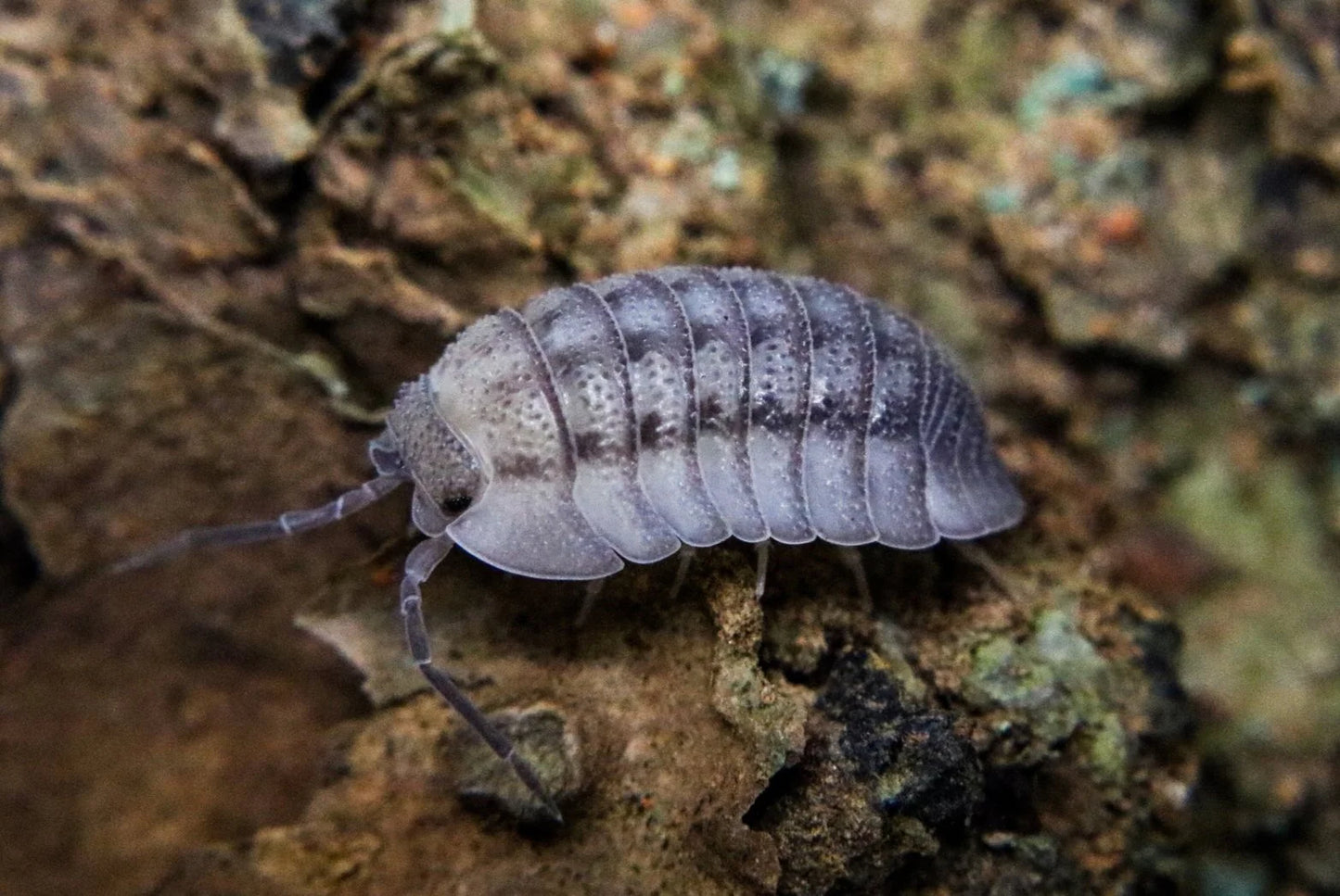 Armadillidium Peraccae