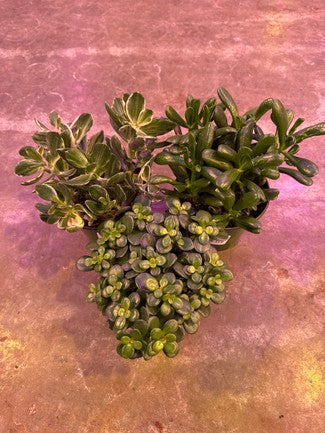 Jade Plant Assorted