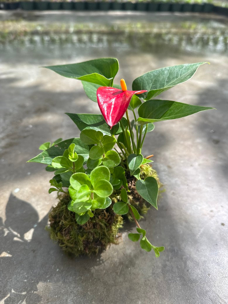 Kokedama-Living Orb