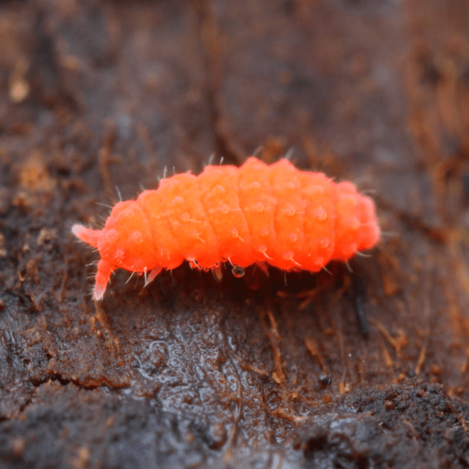 Springtails