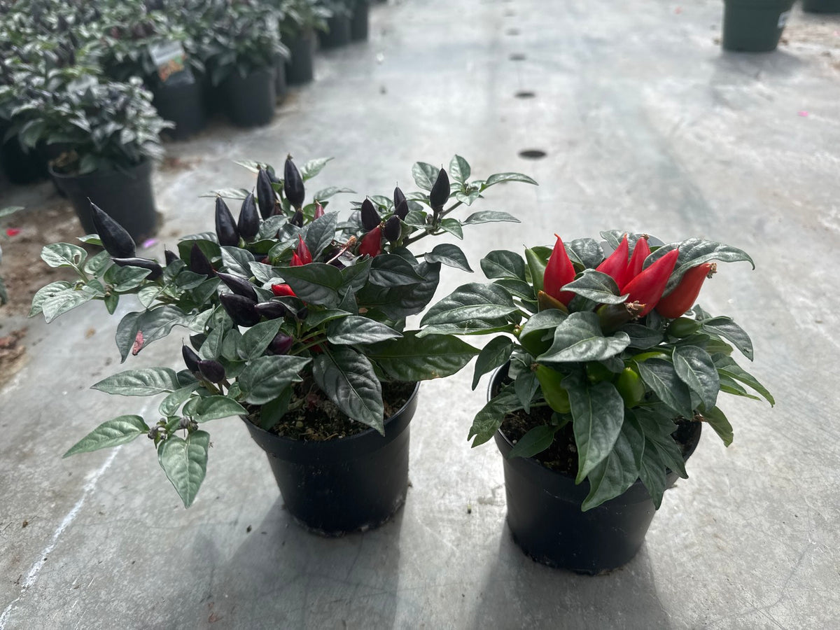 Ornamental Pepper