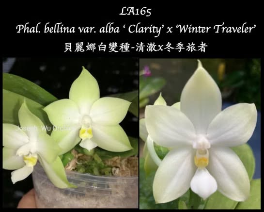 Phalaenopsis Bellina ‘Winter Traveller’ — Fragrant Moth Orchid